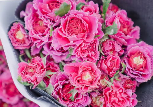 晋宁区电商产业园 畅通花卉发展“血脉”，破解初级农产品收购难题